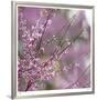 Pink Blooms-Ken Bremer-Framed Limited Edition