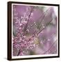 Pink Blooms-Ken Bremer-Framed Limited Edition