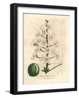 Pink Blossom and Fruit of the Horse Chestnut Tree, Aesculus Hippocastanum-James Sowerby-Framed Giclee Print