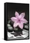 Pink Blossom on Black Stones-Uwe Merkel-Framed Stretched Canvas