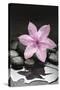 Pink Blossom on Black Stones-Uwe Merkel-Stretched Canvas