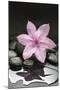 Pink Blossom on Black Stones-Uwe Merkel-Mounted Photographic Print