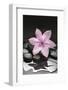 Pink Blossom on Black Stones-Uwe Merkel-Framed Photographic Print