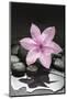 Pink Blossom on Black Stones-Uwe Merkel-Mounted Photographic Print