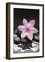 Pink Blossom on Black Stones-Uwe Merkel-Framed Photographic Print