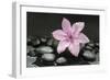 Pink Blossom on Black Stones-Uwe Merkel-Framed Photographic Print