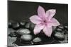 Pink Blossom on Black Stones-Uwe Merkel-Mounted Photographic Print