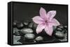 Pink Blossom on Black Stones-Uwe Merkel-Framed Stretched Canvas