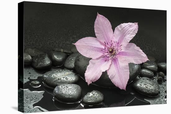 Pink Blossom on Black Stones-Uwe Merkel-Stretched Canvas