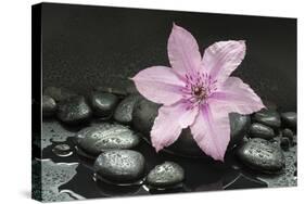 Pink Blossom on Black Stones-Uwe Merkel-Stretched Canvas