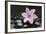 Pink Blossom on Black Stones-Uwe Merkel-Framed Photographic Print