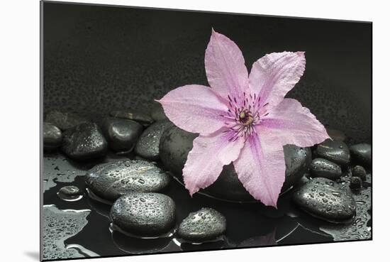 Pink Blossom on Black Stones-Uwe Merkel-Mounted Photographic Print