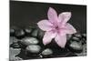 Pink Blossom on Black Stones-Uwe Merkel-Mounted Photographic Print