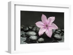 Pink Blossom on Black Stones-Uwe Merkel-Framed Photographic Print