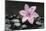 Pink Blossom on Black Stones-Uwe Merkel-Mounted Photographic Print