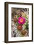 Pink blossom, Petrified Forest National Park, Arizona-William Perry-Framed Photographic Print