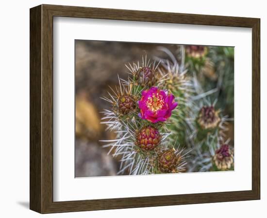 Pink blossom, Petrified Forest National Park, Arizona-William Perry-Framed Photographic Print