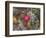 Pink blossom, Petrified Forest National Park, Arizona-William Perry-Framed Photographic Print