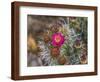 Pink blossom, Petrified Forest National Park, Arizona-William Perry-Framed Photographic Print