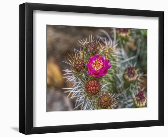 Pink blossom, Petrified Forest National Park, Arizona-William Perry-Framed Photographic Print