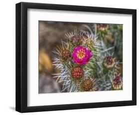 Pink blossom, Petrified Forest National Park, Arizona-William Perry-Framed Photographic Print