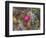 Pink blossom, Petrified Forest National Park, Arizona-William Perry-Framed Photographic Print