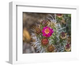 Pink blossom, Petrified Forest National Park, Arizona-William Perry-Framed Photographic Print