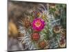 Pink blossom, Petrified Forest National Park, Arizona-William Perry-Mounted Photographic Print