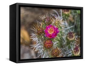 Pink blossom, Petrified Forest National Park, Arizona-William Perry-Framed Stretched Canvas