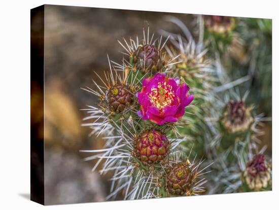 Pink blossom, Petrified Forest National Park, Arizona-William Perry-Stretched Canvas