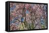 Pink Blossom Trees-Robert Goldwitz-Framed Stretched Canvas