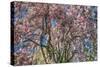 Pink Blossom Trees-Robert Goldwitz-Stretched Canvas