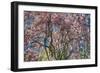 Pink Blossom Trees-Robert Goldwitz-Framed Photographic Print