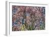 Pink Blossom Trees-Robert Goldwitz-Framed Photographic Print