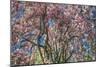 Pink Blossom Trees-Robert Goldwitz-Mounted Photographic Print