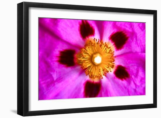 Pink Blossom-Martina Bleichner-Framed Art Print