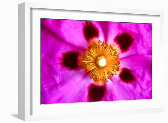 Pink Blossom-Martina Bleichner-Framed Art Print