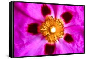 Pink Blossom-Martina Bleichner-Framed Stretched Canvas