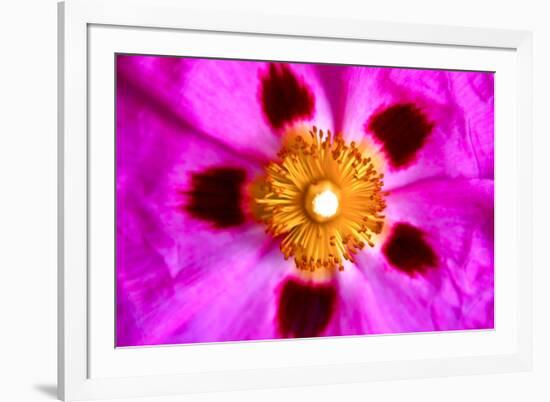 Pink Blossom-Martina Bleichner-Framed Art Print