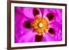 Pink Blossom-Martina Bleichner-Framed Art Print