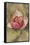 Pink Blossom-Cheri Blum-Framed Stretched Canvas