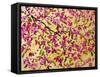 Pink Blossoms and Yellow Sky II-Patty Baker-Framed Stretched Canvas