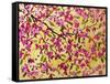 Pink Blossoms and Yellow Sky II-Patty Baker-Framed Stretched Canvas