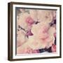 Pink Blossoms I-Sarah Gardner-Framed Photo