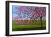 Pink Blossoms IX-Patty Baker-Framed Premium Giclee Print