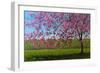 Pink Blossoms IX-Patty Baker-Framed Premium Giclee Print