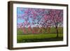 Pink Blossoms IX-Patty Baker-Framed Art Print