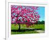 Pink Blossoms on a Summer Day-Patty Baker-Framed Art Print