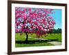 Pink Blossoms on a Summer Day-Patty Baker-Framed Art Print