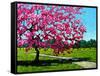 Pink Blossoms on a Summer Day-Patty Baker-Framed Stretched Canvas